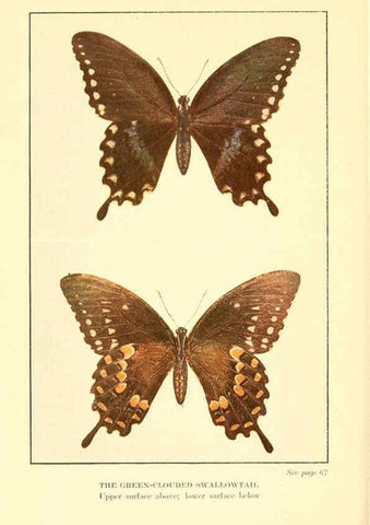 Reproducción/Reproduction 6220526768: ...Butterflies worth knowing Garden City, New York,Doubleday, Page & company[c1917] 