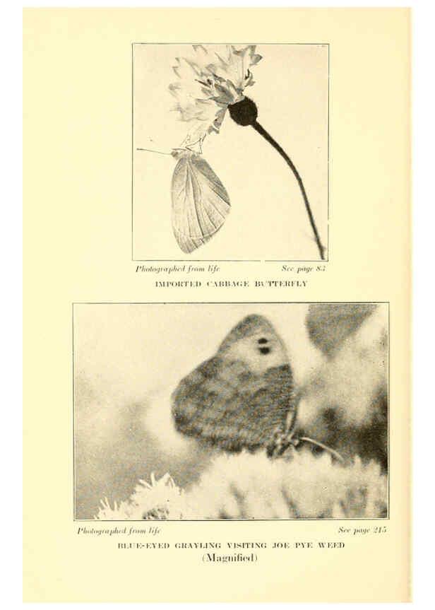 Reproducción/Reproduction 6220005737: ...Butterflies worth knowing Garden City, New York,Doubleday, Page & company[c1917] 