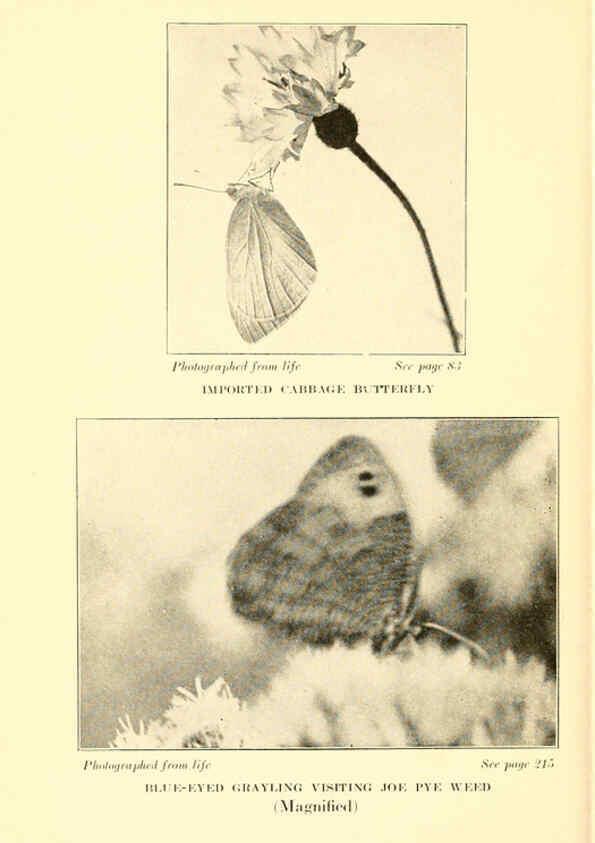 Reproducción/Reproduction 6220005737: ...Butterflies worth knowing Garden City, New York,Doubleday, Page & company[c1917] 