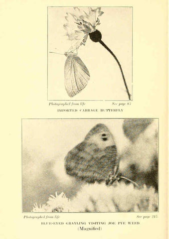 Reproducción/Reproduction 6220005737: ...Butterflies worth knowing Garden City, New York,Doubleday, Page & company[c1917] 