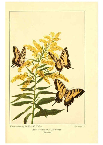 Reproducción/Reproduction 6220005955: ...Butterflies worth knowing Garden City, New York,Doubleday, Page & company[c1917] 