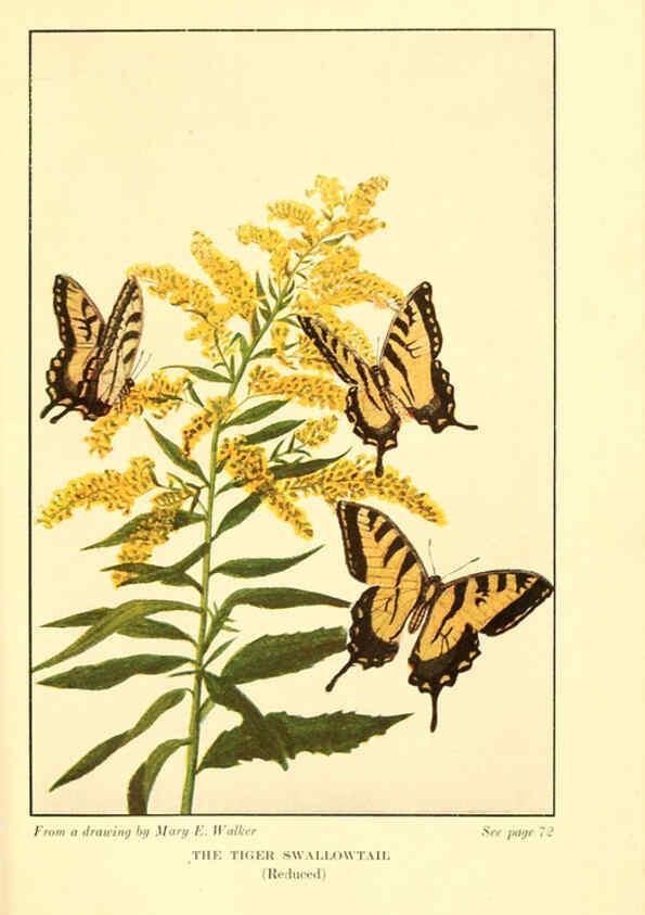Reproducción/Reproduction 6220005955: ...Butterflies worth knowing Garden City, New York,Doubleday, Page & company[c1917] 