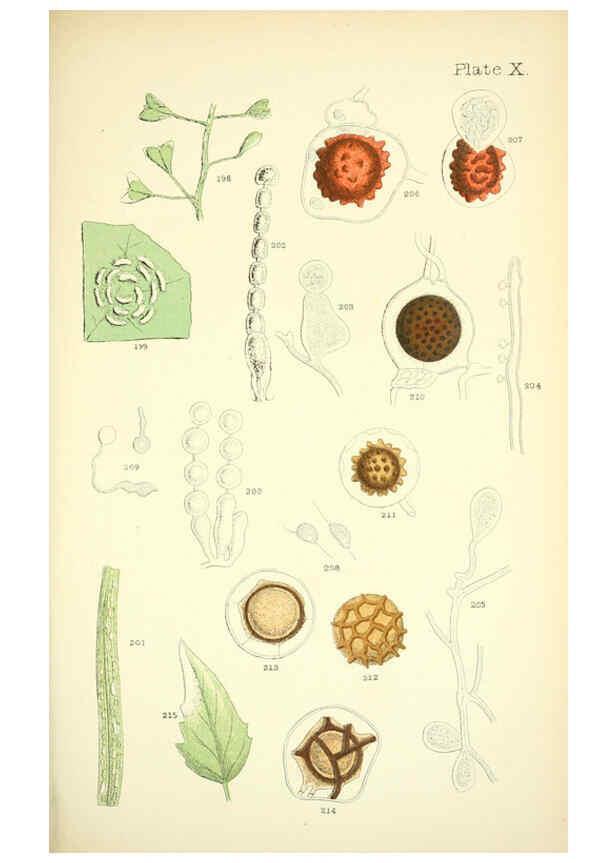 Reproducción/Reproduction 6220483094: Rust, smut, mildew & mould London :W.H. Allen,1898