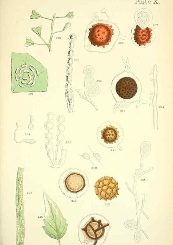 Reproducción/Reproduction 6220483094: Rust, smut, mildew & mould London :W.H. Allen,1898