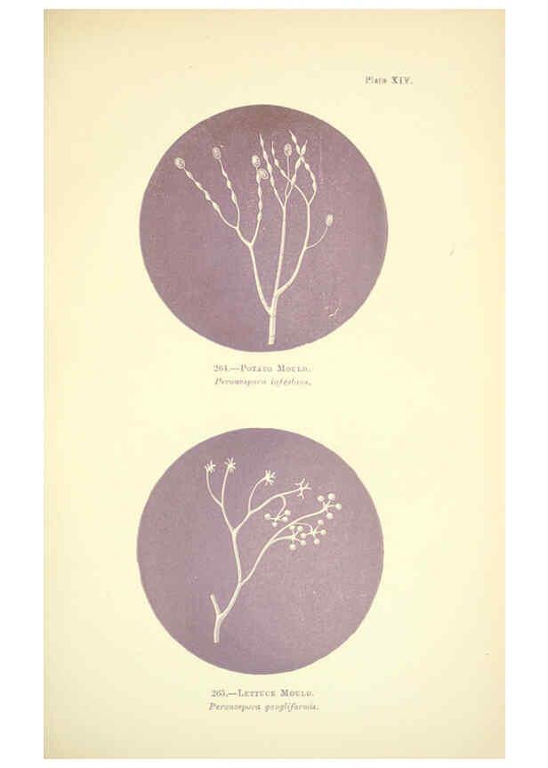 Reproducción/Reproduction 6220483938: Rust, smut, mildew & mould London :W.H. Allen,1898