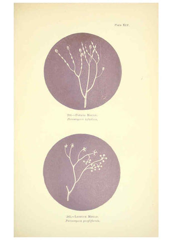 Reproducción/Reproduction 6220483938: Rust, smut, mildew & mould London :W.H. Allen,1898