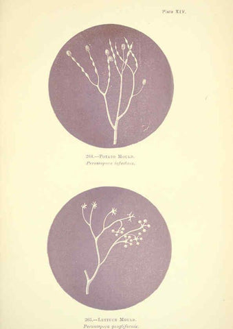 Reproducción/Reproduction 6220483938: Rust, smut, mildew & mould London :W.H. Allen,1898