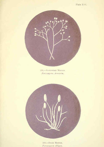 Reproducción/Reproduction 6220484302: Rust, smut, mildew & mould London :W.H. Allen,1898
