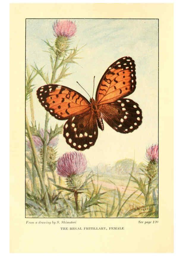 Reproducción/Reproduction 6220523492: ...Butterflies worth knowing Garden City, New York,Doubleday, Page & company[c1917] 