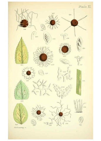 Reproducción/Reproduction 6220483280: Rust, smut, mildew & mould London :W.H. Allen,1898