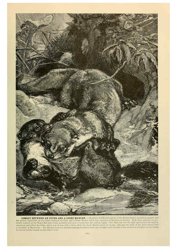 Reproducción/Reproduction 6220160033: Brehm's Life of animals : Volume 1, Mammalia Chicago :Marquis,1895