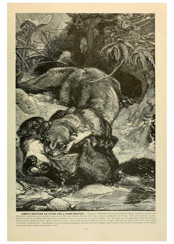Reproducción/Reproduction 6220160033: Brehm's Life of animals : Volume 1, Mammalia Chicago :Marquis,1895