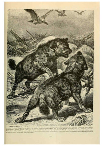 Reproducción/Reproduction 6220160325: Brehm's Life of animals : Volume 1, Mammalia Chicago :Marquis,1895