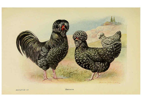 Reproducción/Reproduction 6220808450: The book of poultry New York,The Macmillan Company,1921