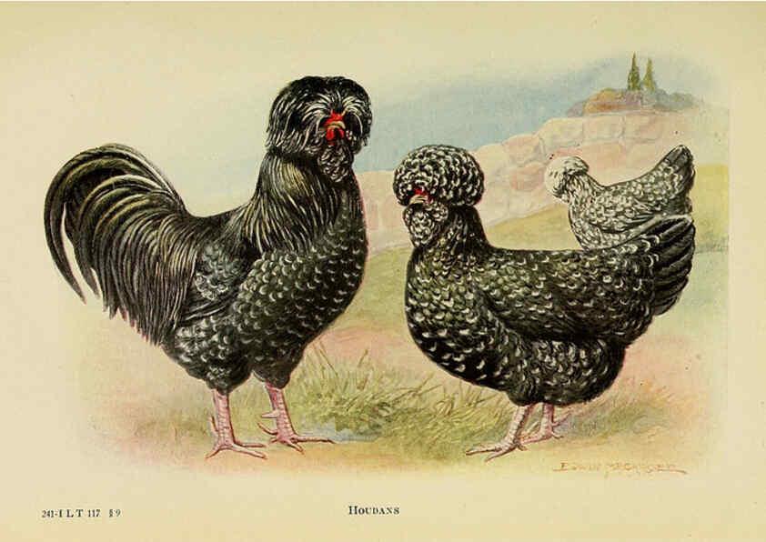 Reproducción/Reproduction 6220808450: The book of poultry New York,The Macmillan Company,1921