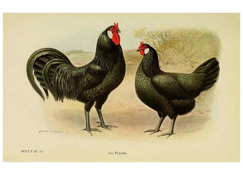 Reproducción/Reproduction 6220808744: The book of poultry New York,The Macmillan Company,1921