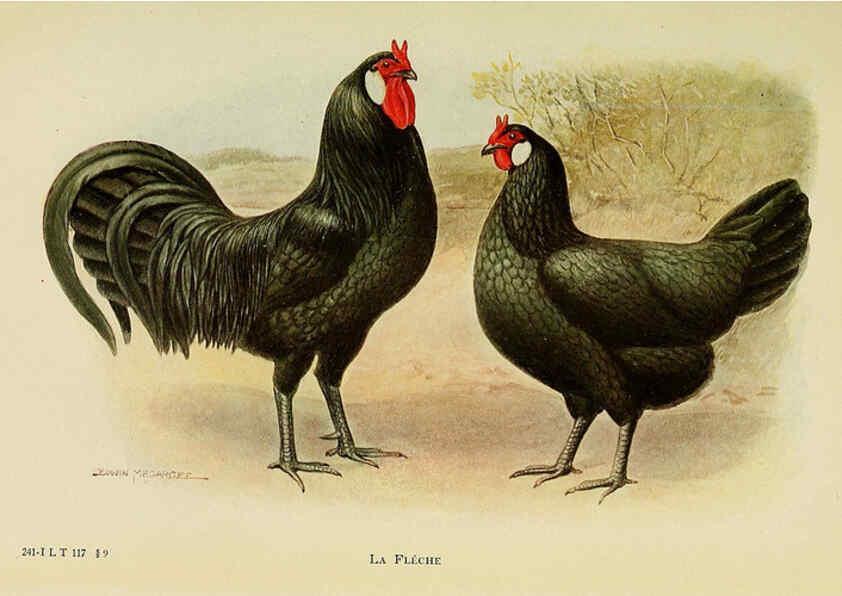 Reproducción/Reproduction 6220808744: The book of poultry New York,The Macmillan Company,1921