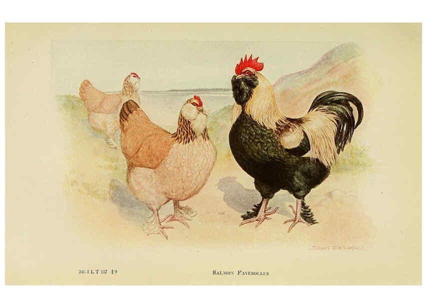 Reproducción/Reproduction 6220808958: The book of poultry New York,The Macmillan Company,1921