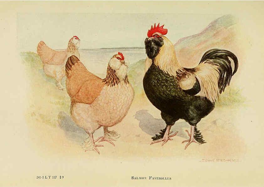 Reproducción/Reproduction 6220808958: The book of poultry New York,The Macmillan Company,1921