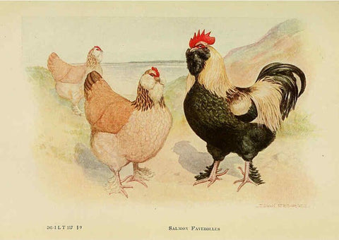 Reproducción/Reproduction 6220808958: The book of poultry New York,The Macmillan Company,1921