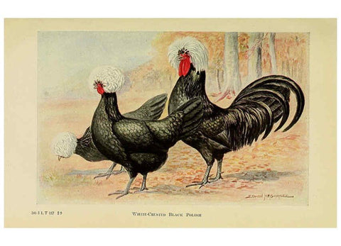 Reproducción/Reproduction 6220288511: The book of poultry New York,The Macmillan Company,1921