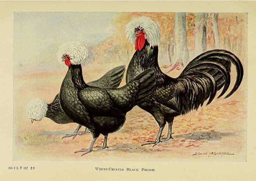 Reproducción/Reproduction 6220288511: The book of poultry New York,The Macmillan Company,1921