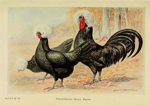 Reproducción/Reproduction 6220288511: The book of poultry New York,The Macmillan Company,1921
