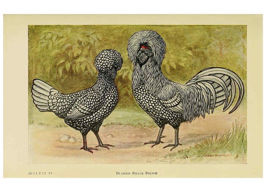 Reproducción/Reproduction 6220288803: The book of poultry New York,The Macmillan Company,1921