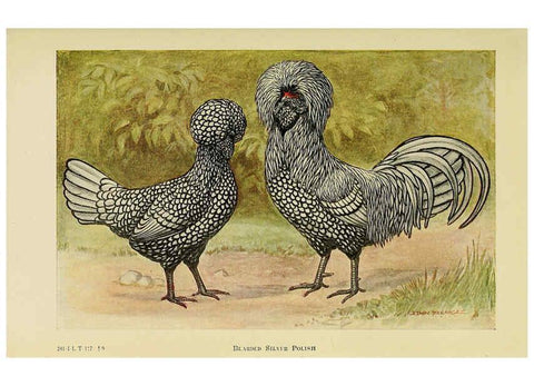 Reproducción/Reproduction 6220288803: The book of poultry New York,The Macmillan Company,1921