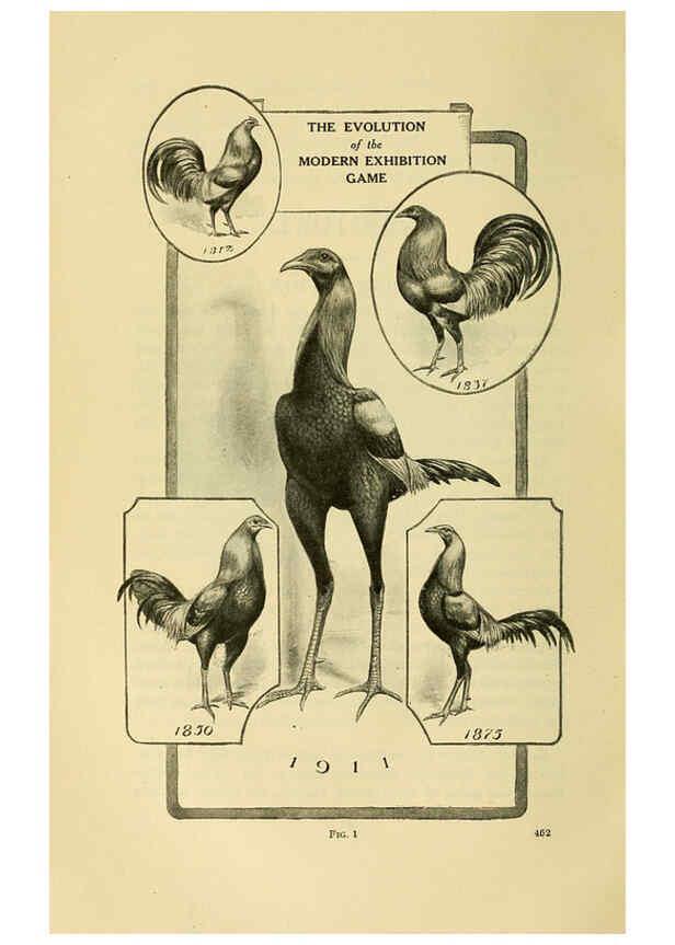 Reproducción/Reproduction 6220289075: The book of poultry New York,The Macmillan Company,1921