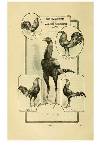 Reproducción/Reproduction 6220289075: The book of poultry New York,The Macmillan Company,1921