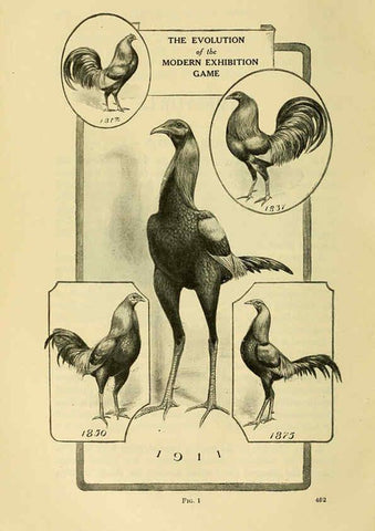 Reproducción/Reproduction 6220289075: The book of poultry New York,The Macmillan Company,1921