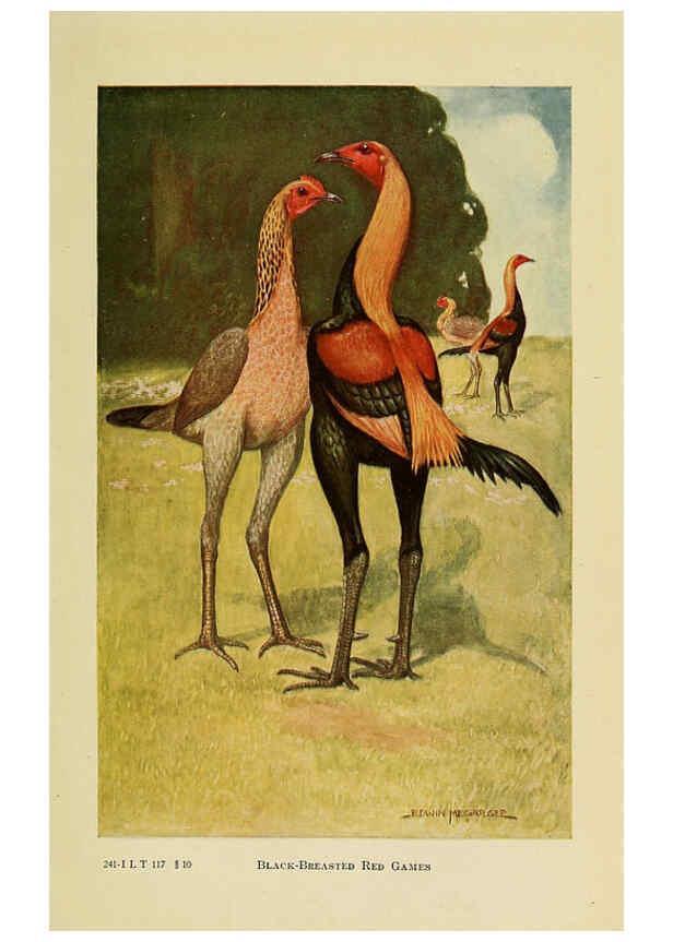 Reproducción/Reproduction 6220809890: The book of poultry New York,The Macmillan Company,1921