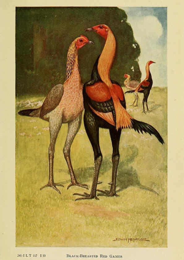 Reproducción/Reproduction 6220809890: The book of poultry New York,The Macmillan Company,1921
