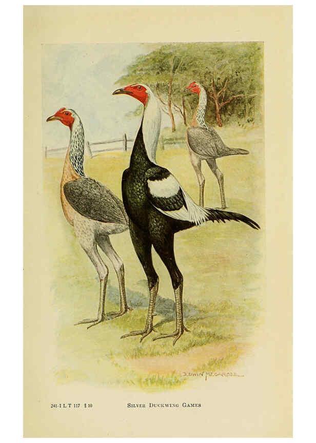 Reproducción/Reproduction 6220289435: The book of poultry New York,The Macmillan Company,1921