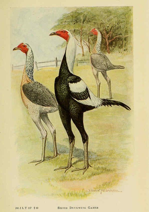Reproducción/Reproduction 6220289435: The book of poultry New York,The Macmillan Company,1921