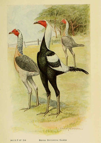 Reproducción/Reproduction 6220289435: The book of poultry New York,The Macmillan Company,1921