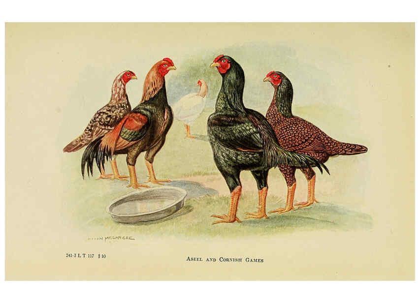 Reproducción/Reproduction 6220810306: The book of poultry New York,The Macmillan Company,1921