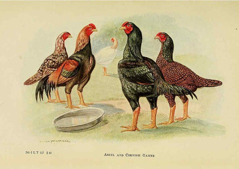 Reproducción/Reproduction 6220810306: The book of poultry New York,The Macmillan Company,1921