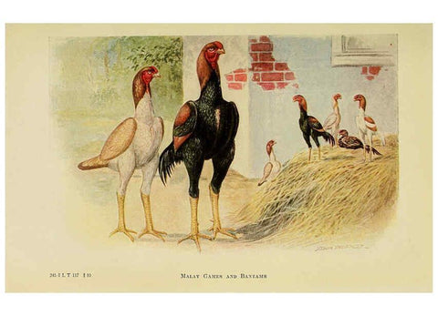 Reproducción/Reproduction 6220810520: The book of poultry New York,The Macmillan Company,1921