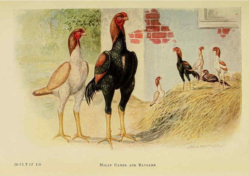 Reproducción/Reproduction 6220810520: The book of poultry New York,The Macmillan Company,1921