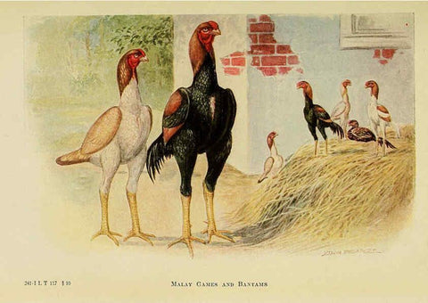 Reproducción/Reproduction 6220810520: The book of poultry New York,The Macmillan Company,1921