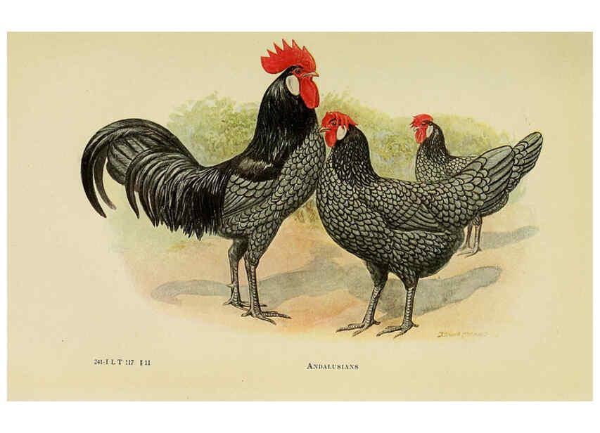 Reproducción/Reproduction 6220810704: The book of poultry New York,The Macmillan Company,1921