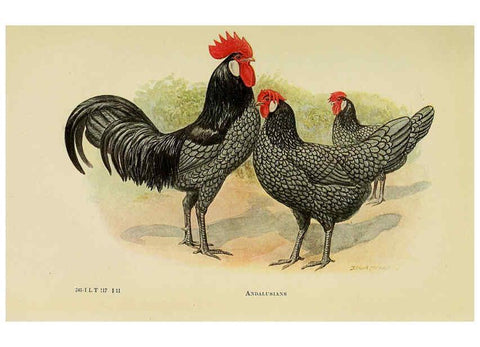 Reproducción/Reproduction 6220810704: The book of poultry New York,The Macmillan Company,1921