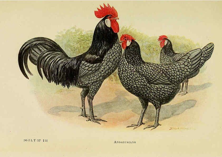 Reproducción/Reproduction 6220810704: The book of poultry New York,The Macmillan Company,1921