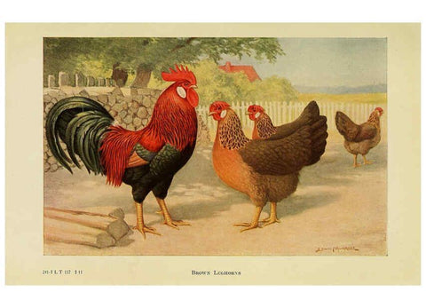 Reproducción/Reproduction 6220290161: The book of poultry New York,The Macmillan Company,1921