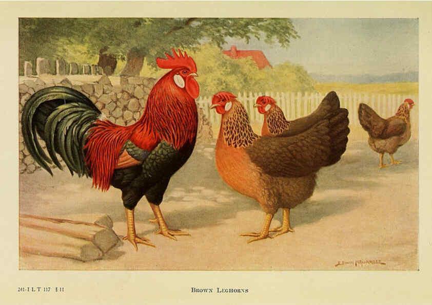 Reproducción/Reproduction 6220290161: The book of poultry New York,The Macmillan Company,1921