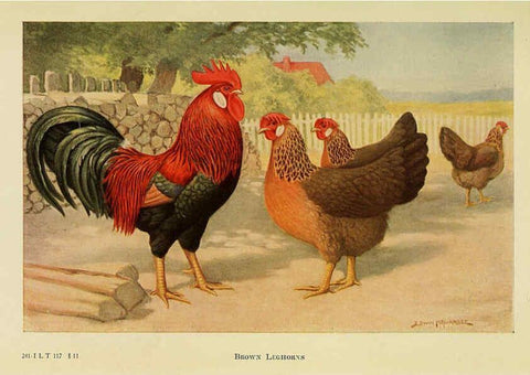 Reproducción/Reproduction 6220290161: The book of poultry New York,The Macmillan Company,1921