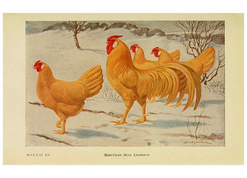 Reproducción/Reproduction 6220290363: The book of poultry New York,The Macmillan Company,1921