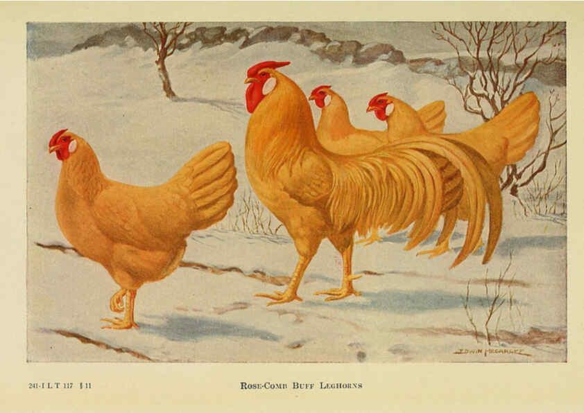 Reproducción/Reproduction 6220290363: The book of poultry New York,The Macmillan Company,1921